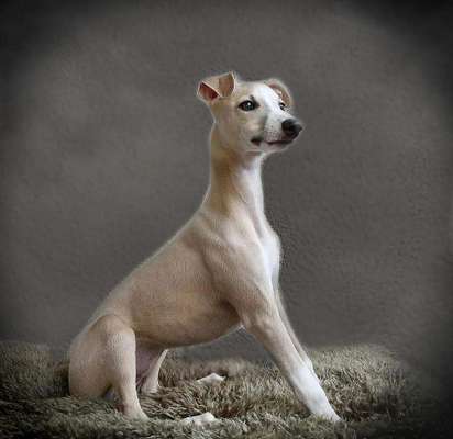 Windhunde - Treffen der besonderen Schönheiten
HERZLICH WILLKOMMEN-Beitrag-Bild