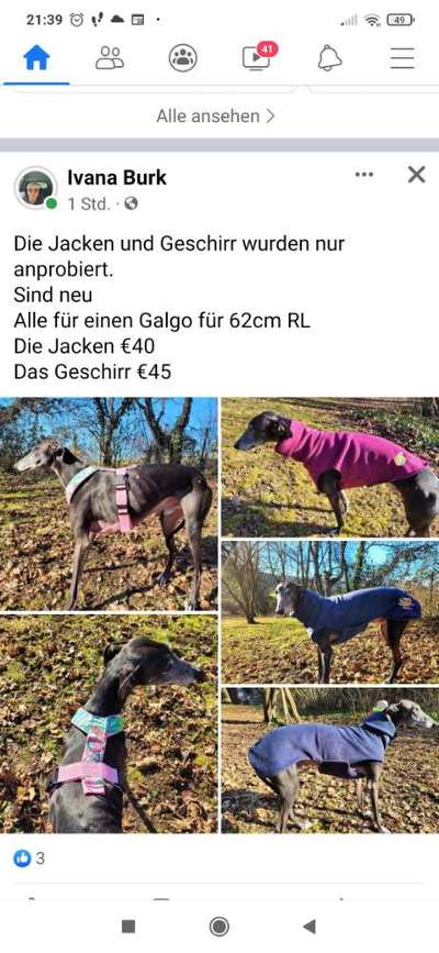 Windhunde - Treffen der besonderen Schönheiten
HERZLICH WILLKOMMEN-Beitrag-Bild