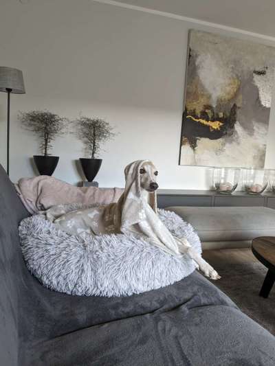 Whippet-Beitrag-Bild