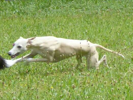 Windhunde - Treffen der besonderen Schönheiten
HERZLICH WILLKOMMEN-Beitrag-Bild