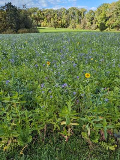 Whippet-Beitrag-Bild