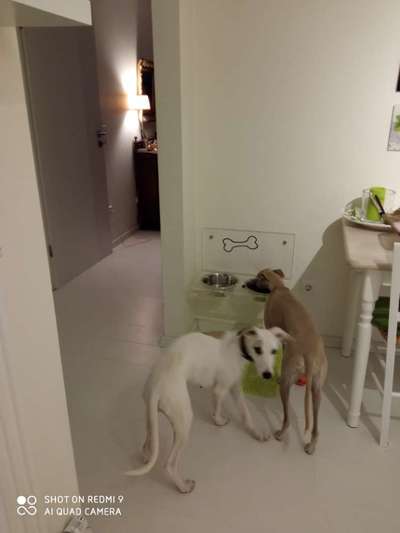 Windhunde - Treffen der besonderen Schönheiten
HERZLICH WILLKOMMEN-Beitrag-Bild