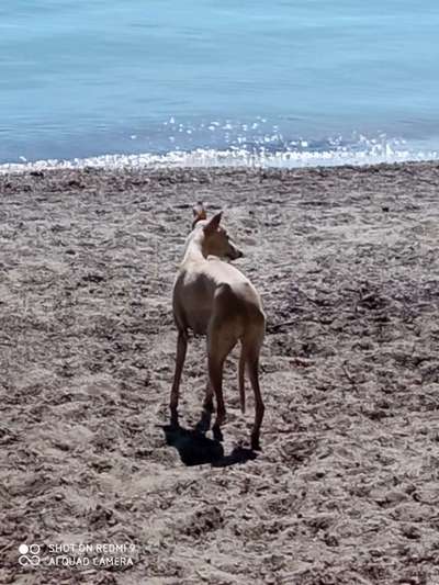 Windhunde - Treffen der besonderen Schönheiten
HERZLICH WILLKOMMEN-Beitrag-Bild
