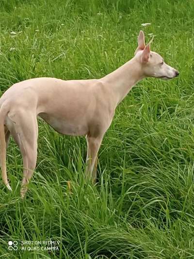 Windhunde - Treffen der besonderen Schönheiten
HERZLICH WILLKOMMEN-Beitrag-Bild
