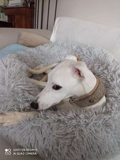 Windhunde - Treffen der besonderen Schönheiten
HERZLICH WILLKOMMEN-Beitrag-Bild