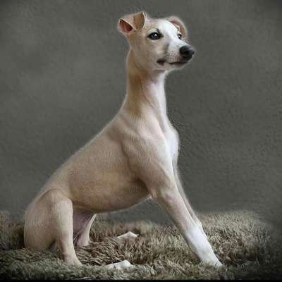 Windhunde - Treffen der besonderen Schönheiten
HERZLICH WILLKOMMEN-Beitrag-Bild