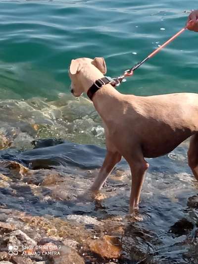 Windhunde - Treffen der besonderen Schönheiten
HERZLICH WILLKOMMEN-Beitrag-Bild