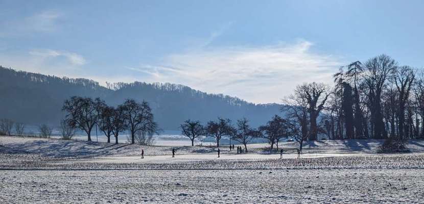 Whippet-Beitrag-Bild