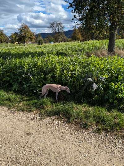 Whippet-Beitrag-Bild