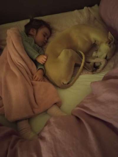 Windhunde - Treffen der besonderen Schönheiten
HERZLICH WILLKOMMEN-Beitrag-Bild