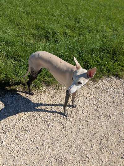 Whippet-Beitrag-Bild