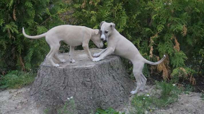 Windhunde - Treffen der besonderen Schönheiten
HERZLICH WILLKOMMEN-Beitrag-Bild