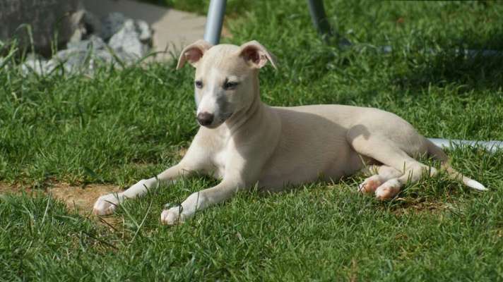 Whippet-Beitrag-Bild