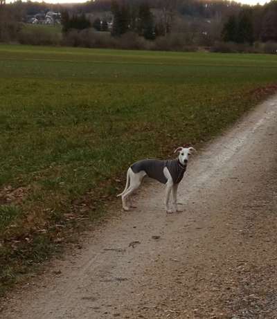 Windhunde - Treffen der besonderen Schönheiten
HERZLICH WILLKOMMEN-Beitrag-Bild