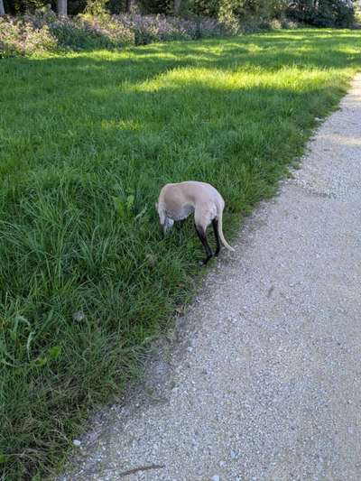 Whippet-Beitrag-Bild