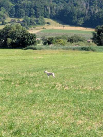 Whippet-Beitrag-Bild