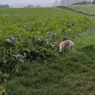 Whippet-Beitrag-Bild
