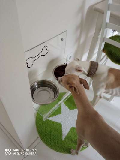 Windhunde - Treffen der besonderen Schönheiten
HERZLICH WILLKOMMEN-Beitrag-Bild