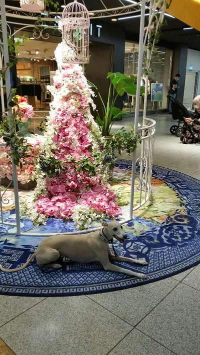 Windhunde - Treffen der besonderen Schönheiten
HERZLICH WILLKOMMEN-Beitrag-Bild