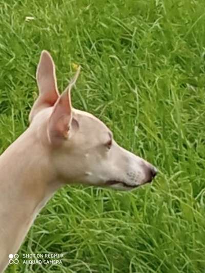 Windhunde - Treffen der besonderen Schönheiten
HERZLICH WILLKOMMEN-Beitrag-Bild