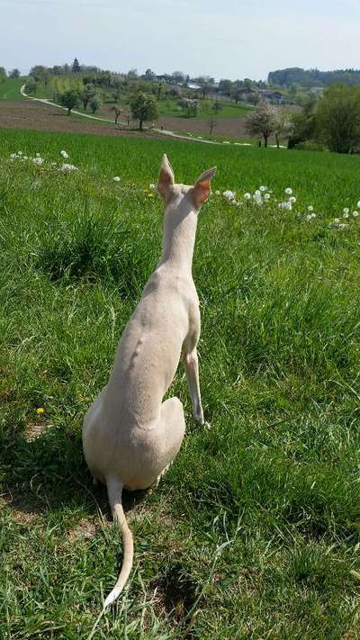 Windhunde - Treffen der besonderen Schönheiten
HERZLICH WILLKOMMEN-Beitrag-Bild