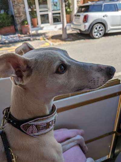 Allergiker-Hunde-Beitrag-Bild