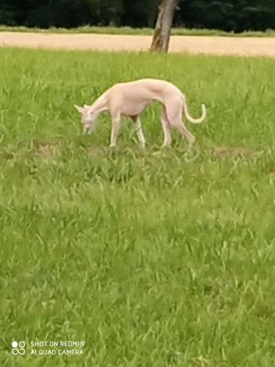 Windhunde - Treffen der besonderen Schönheiten
HERZLICH WILLKOMMEN-Beitrag-Bild