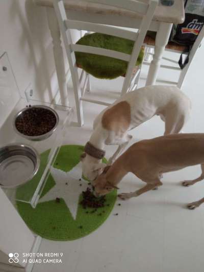 Windhunde - Treffen der besonderen Schönheiten
HERZLICH WILLKOMMEN-Beitrag-Bild