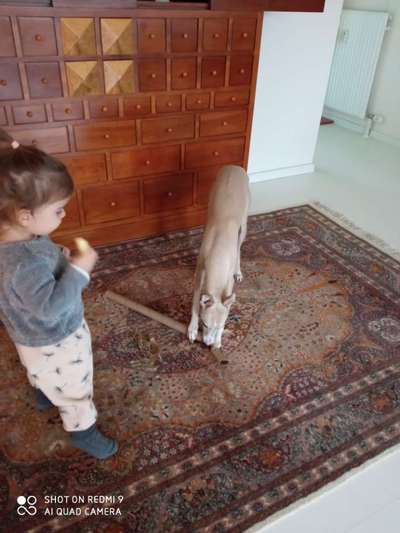 Windhunde - Treffen der besonderen Schönheiten
HERZLICH WILLKOMMEN-Beitrag-Bild