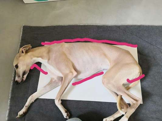 Windhunde - Treffen der besonderen Schönheiten
HERZLICH WILLKOMMEN-Beitrag-Bild