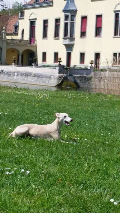 Windhunde - Treffen der besonderen Schönheiten
HERZLICH WILLKOMMEN-Beitrag-Bild