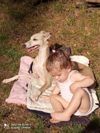 Windhunde - Treffen der besonderen Schönheiten
HERZLICH WILLKOMMEN-Beitrag-Bild