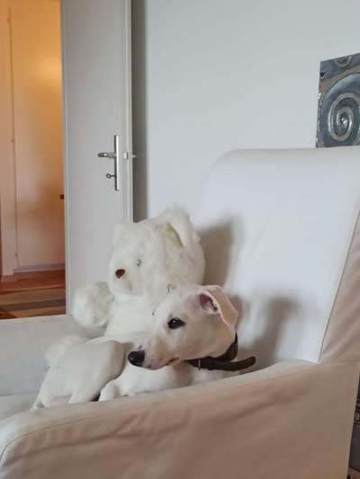 Windhunde - Treffen der besonderen Schönheiten
HERZLICH WILLKOMMEN-Beitrag-Bild