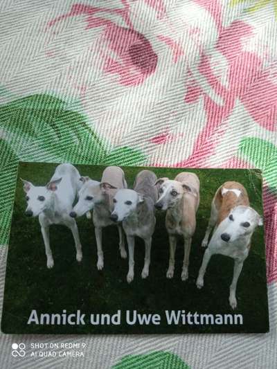 Windhunde - Treffen der besonderen Schönheiten
HERZLICH WILLKOMMEN-Beitrag-Bild