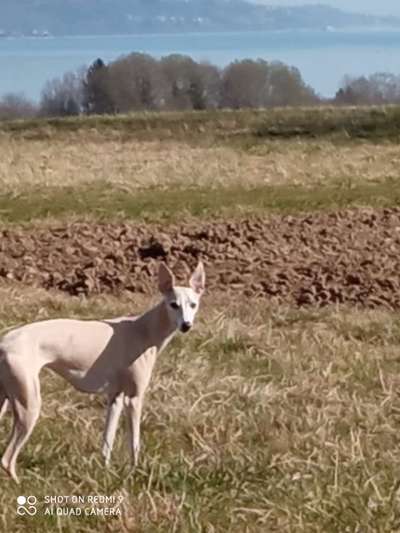 Windhunde - Treffen der besonderen Schönheiten
HERZLICH WILLKOMMEN-Beitrag-Bild