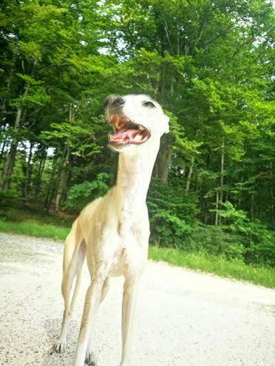 Whippet-Beitrag-Bild