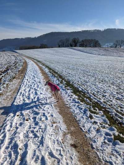 Whippet-Beitrag-Bild