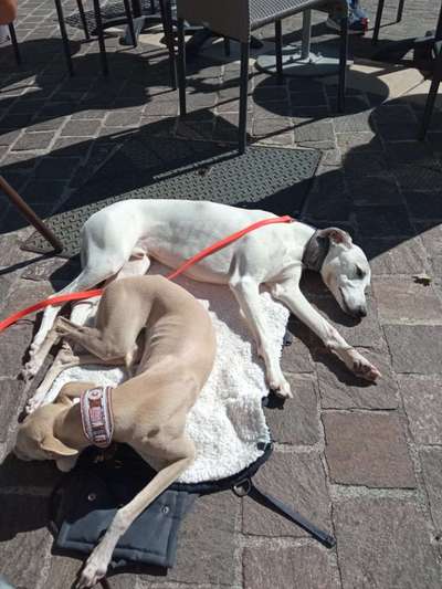 Windhunde - Treffen der besonderen Schönheiten
HERZLICH WILLKOMMEN-Beitrag-Bild