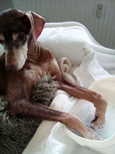 Windhunde - Treffen der besonderen Schönheiten
HERZLICH WILLKOMMEN-Beitrag-Bild