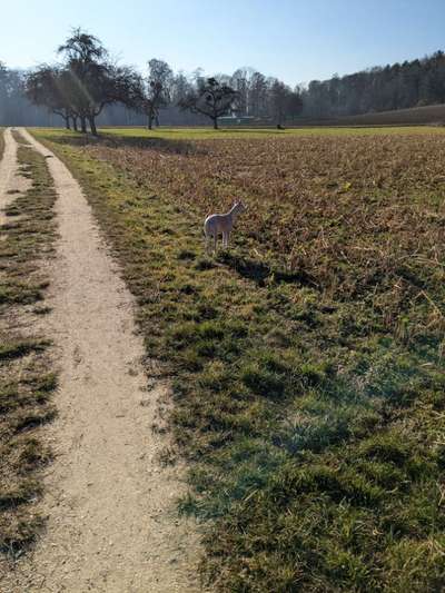 Whippet-Beitrag-Bild