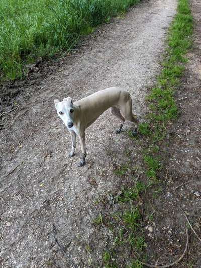 Whippet-Beitrag-Bild