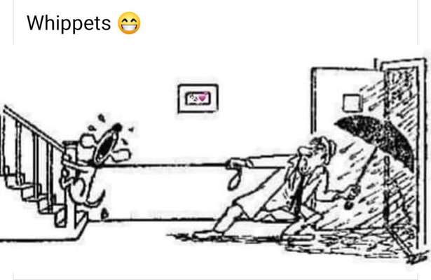 Windhunde - Treffen der besonderen Schönheiten
HERZLICH WILLKOMMEN-Beitrag-Bild