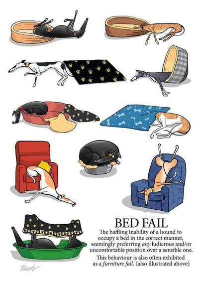 Whippet-Beitrag-Bild