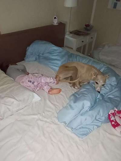 Windhunde - Treffen der besonderen Schönheiten
HERZLICH WILLKOMMEN-Beitrag-Bild