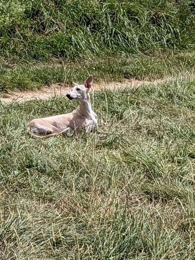 Whippet-Beitrag-Bild