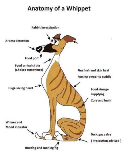 Windhunde - Treffen der besonderen Schönheiten
HERZLICH WILLKOMMEN-Beitrag-Bild