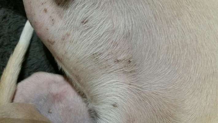 Windhunde - Treffen der besonderen Schönheiten
HERZLICH WILLKOMMEN-Beitrag-Bild