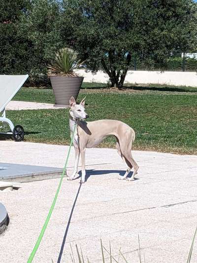 Whippet-Beitrag-Bild