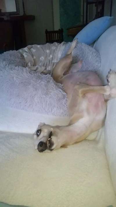 Whippet-Beitrag-Bild