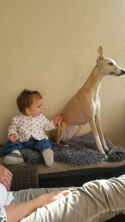 Windhunde - Treffen der besonderen Schönheiten
HERZLICH WILLKOMMEN-Beitrag-Bild